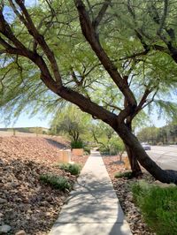 Trees in park