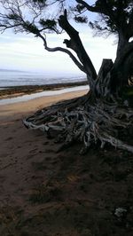 View of trees at seaside