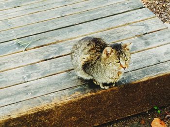 High angle view of cat on wood