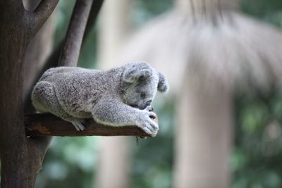 Close-up of koala on tree branch