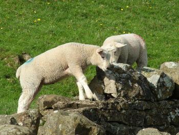 View of a sheep on rock