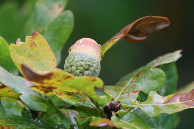 Close-up of berries growing on plant