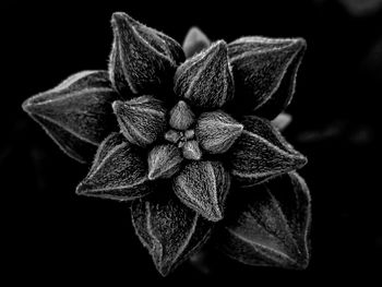 Close-up of luffa flower buds on black background