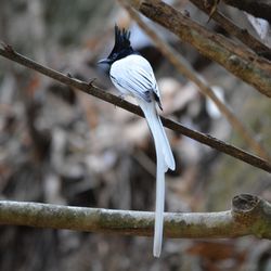 Close-up of bird perching on white background