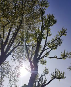 Low angle view of trees against sky on sunny day