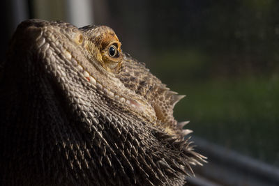 Close-up of lizard