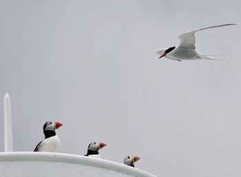 Low angle view of puffins looking at bird flying against sky