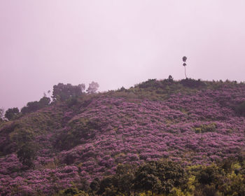 Scenic view of pink flowering trees on field against sky