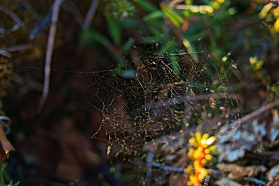 Close-up of spider on web