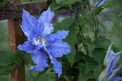 flowering plant