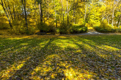 Scenic view of forest during autumn