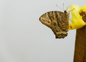 Close-up of butterfly on flower