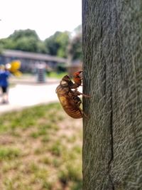 Close-up of insect on tree trunk