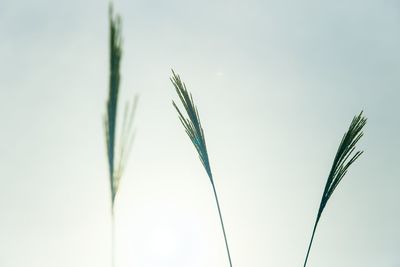 Close-up of fresh plants against blurred background