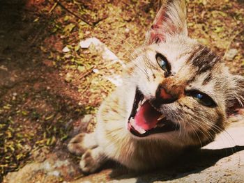 Close-up portrait of cat