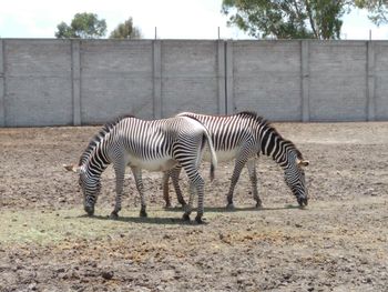 Zebra on field