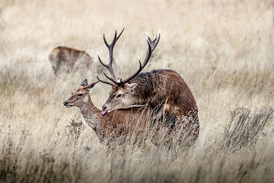 Red deer mating