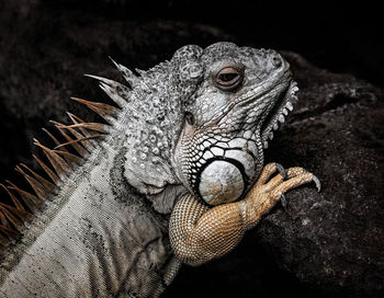 Close-up of iguana on rock