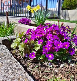 Close-up of purple crocus flowers