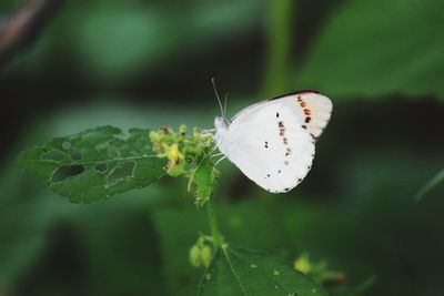 Close-up of butterfly on leaf