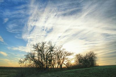 Bare trees on landscape against clouds