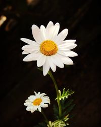 Close-up of daisy flowers