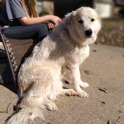 Rear view of woman with dog sitting outdoors