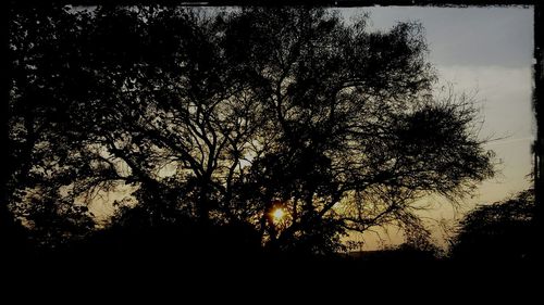 Silhouette of trees against sky at sunset