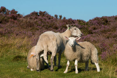 Sheep on field against clear sky