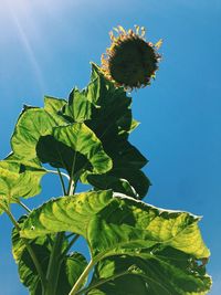 Close-up of sunflower on plant against sky