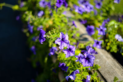 Close-up of purple flowering plant