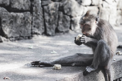 Monkey sitting in a forest 