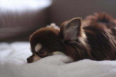 Close-up of dog resting on bed