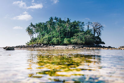 Trees by sea against sky