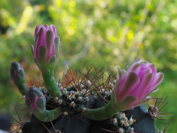 Close-up of pink succulent plant