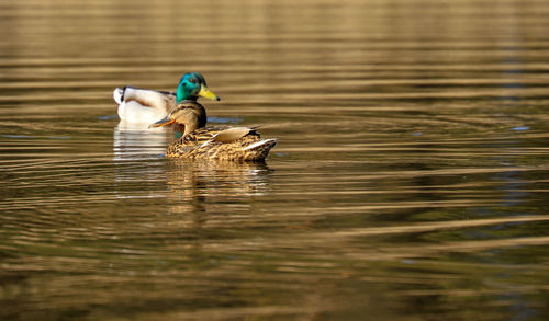 Ducks in a lake