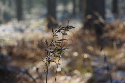 Close-up of dried plant in forest