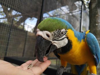 Close-up of hand holding bird in zoo