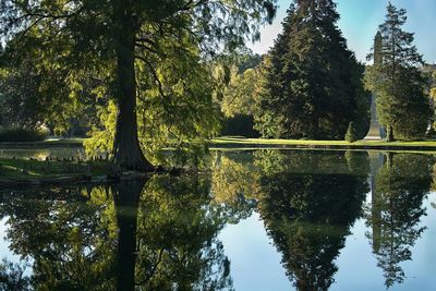 Reflection of trees in water