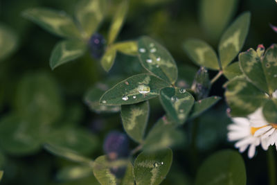 plant