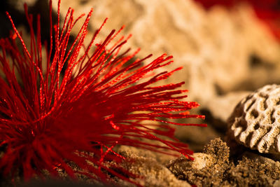 Close-up of red flower