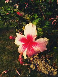 Close-up of pink hibiscus flower