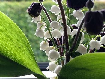 Close-up of white flowering plant