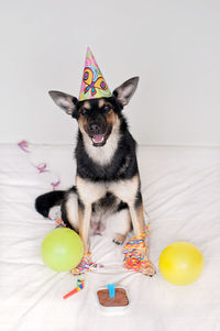 Dog wearing party hat with confetti and balloons against white background