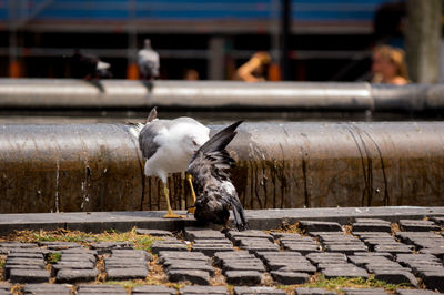 View of seagull on railing