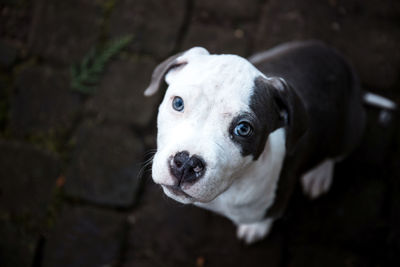 Close-up portrait of dog