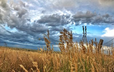 Wheat field against sky