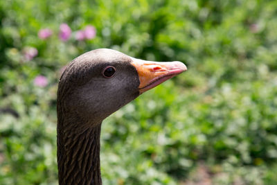 Close-up of a bird looking away