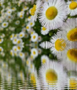 Close-up of yellow flowers