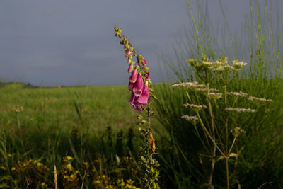 Close-up of pink flowering plant on field against sky